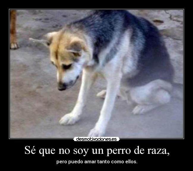 Sé que no soy un perro de raza, - 