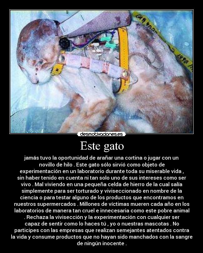 carteles investigacion cientifica con animales desmotivaciones