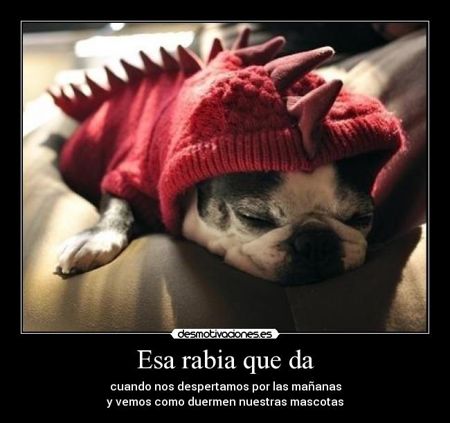 carteles paul borsan ewe motiva por calle comerse cipote digo pivote desmotivaciones