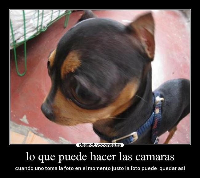 lo que puede hacer las camaras - cuando uno toma la foto en el momento justo la foto puede  quedar así
