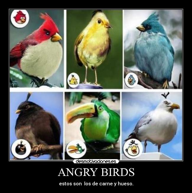 ANGRY BIRDS -