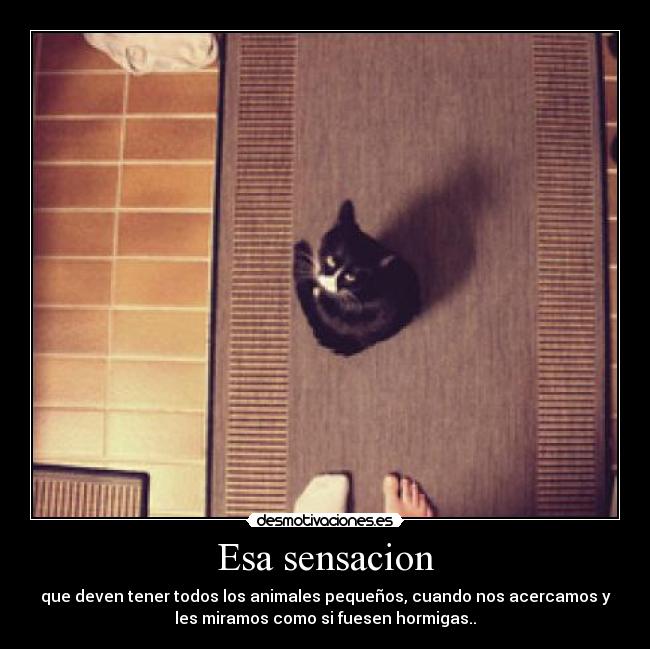 Esa sensacion - 