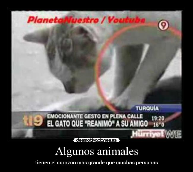 Algunos animales -