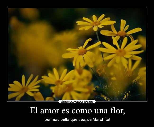 El amor es como una flor, - por mas bella que sea, se Marchita!