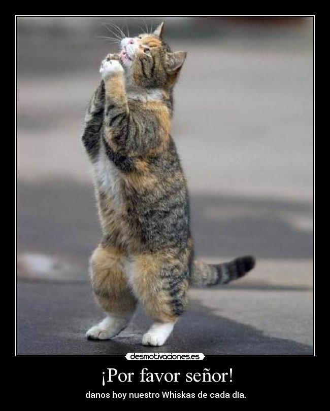 ¡Por favor señor! -