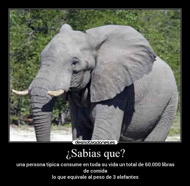 ¿Sabias que? - una persona tipica consume en toda su vida un total de 60.000 libras de comida
lo que equivale al peso de 3 elefantes