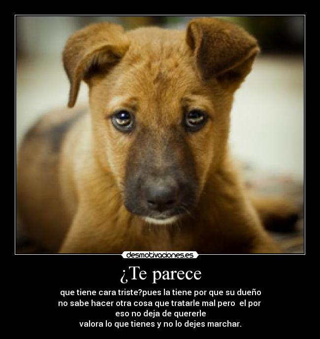 ¿Te parece - que tiene cara triste?pues la tiene por que su dueño
no sabe hacer otra cosa que tratarle mal pero  el por 
eso no deja de quererle
valora lo que tienes y no lo dejes marchar.