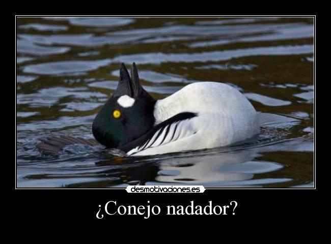 ¿Conejo nadador? -