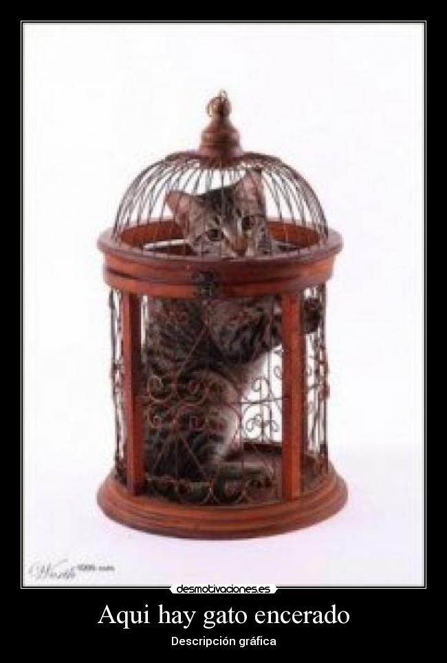 Aqui hay gato encerado -