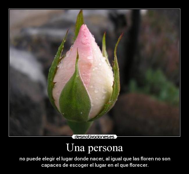 Una persona - no puede elegir el lugar donde nacer, al igual que las floren no son
capaces de escoger el lugar en el que florecer.
