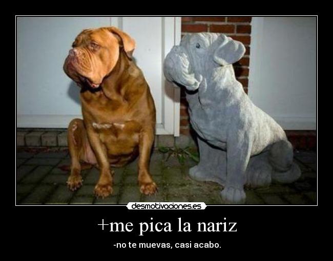 +me pica la nariz -
