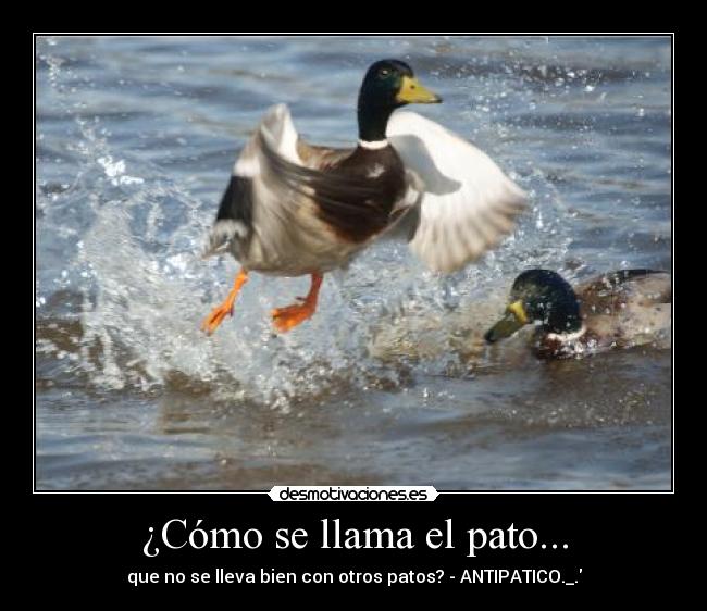 ¿Cómo se llama el pato... -
