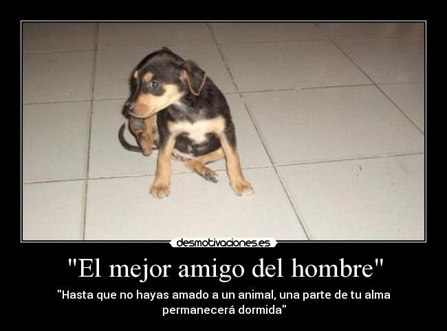 El mejor amigo del hombre - Hasta que no hayas amado a un animal, una parte de tu alma
permanecerá dormida