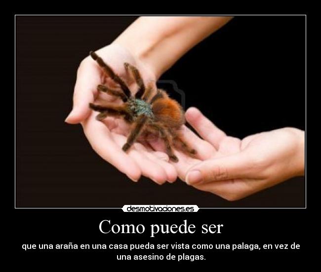 Como puede ser - que una araña en una casa pueda ser vista como una palaga, en vez de
una asesino de plagas.