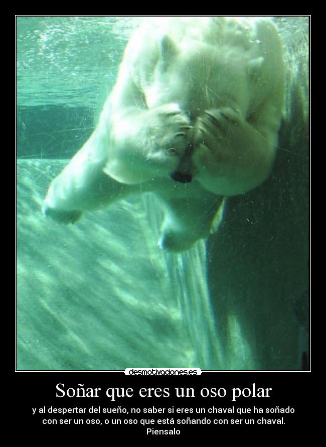 Soñar que eres un oso polar -