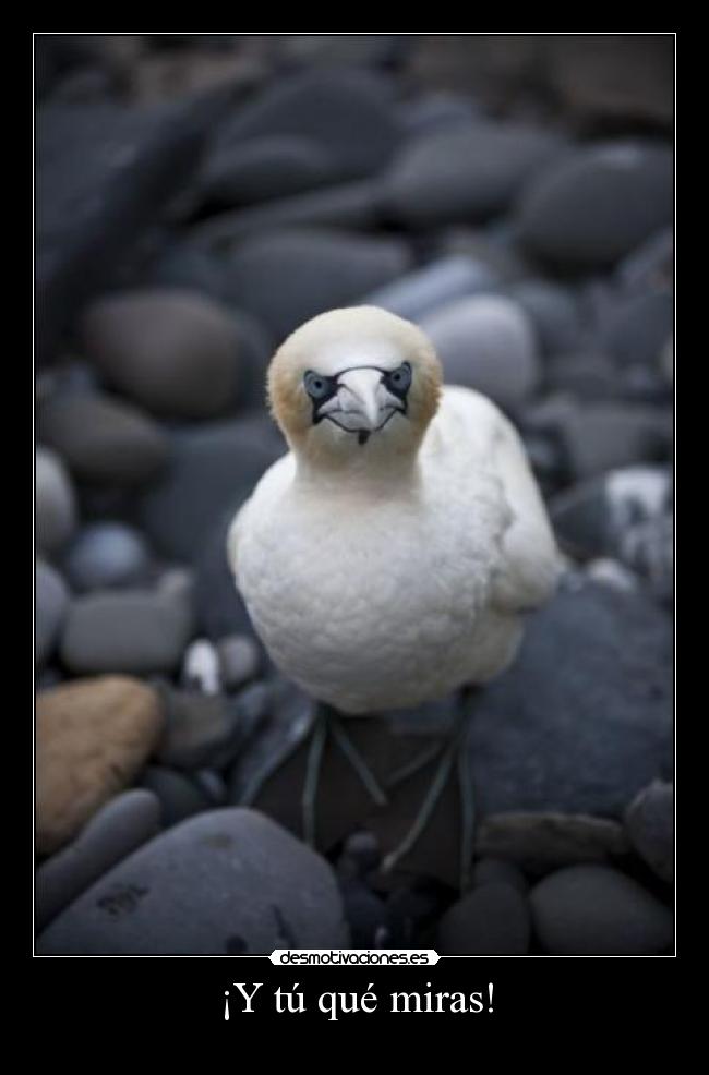 ¡Y tú qué miras! - 