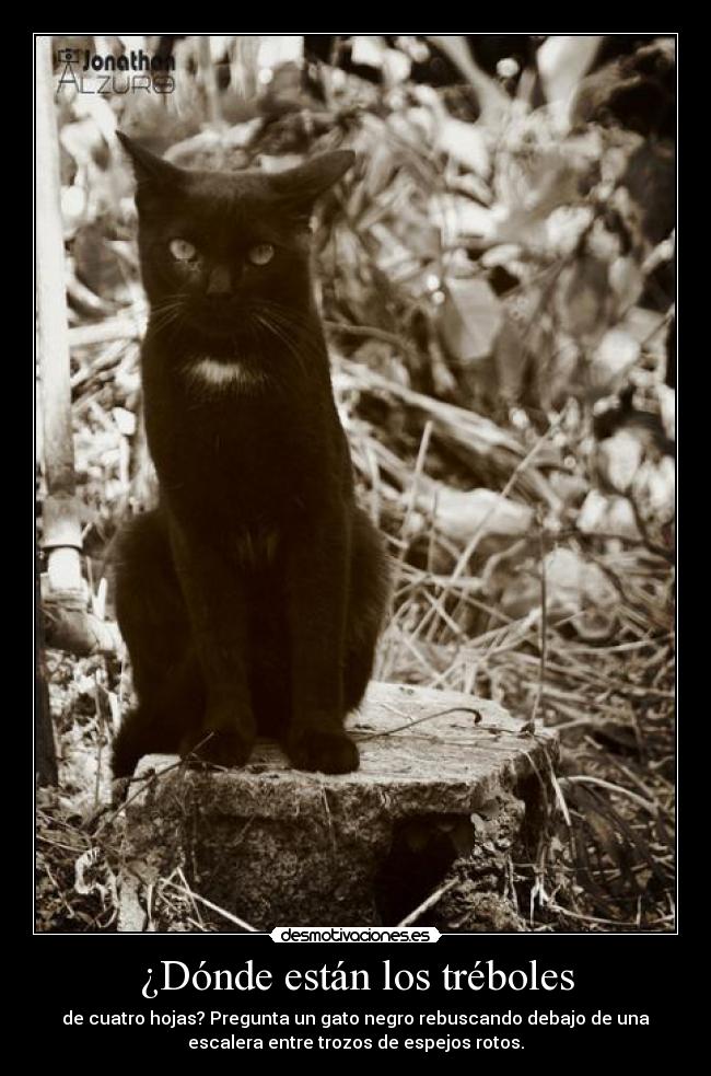 ¿Dónde están los tréboles - 
