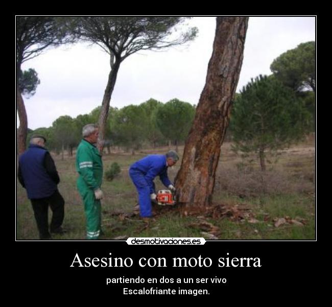 Asesino con moto sierra - partiendo en dos a un ser vivo
Escalofriante imagen.