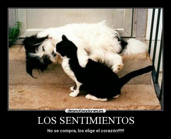 LOS SENTIMIENTOS -