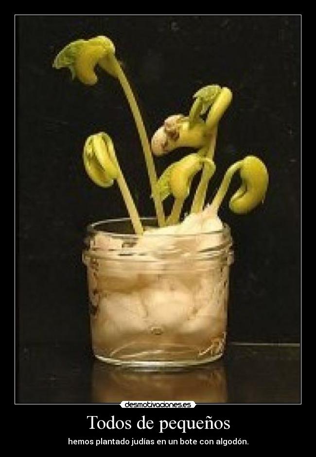 Todos de pequeños - hemos plantado judías en un bote con algodón.