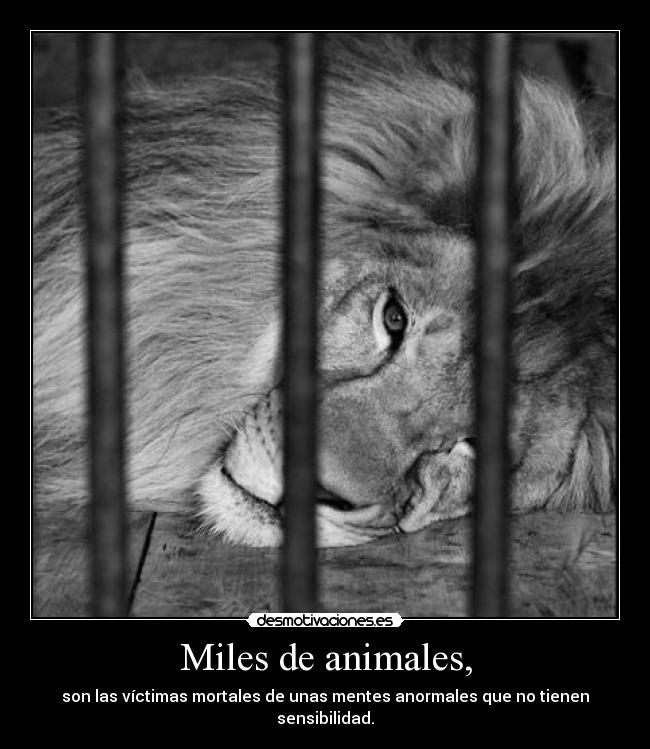 Miles de animales, - son las víctimas mortales de unas mentes anormales que no tienen sensibilidad.