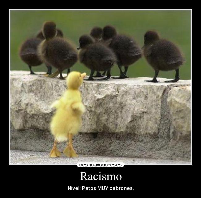 Racismo - Nivel: Patos MUY cabrones.