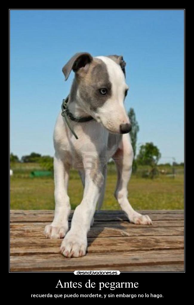 Antes de pegarme -