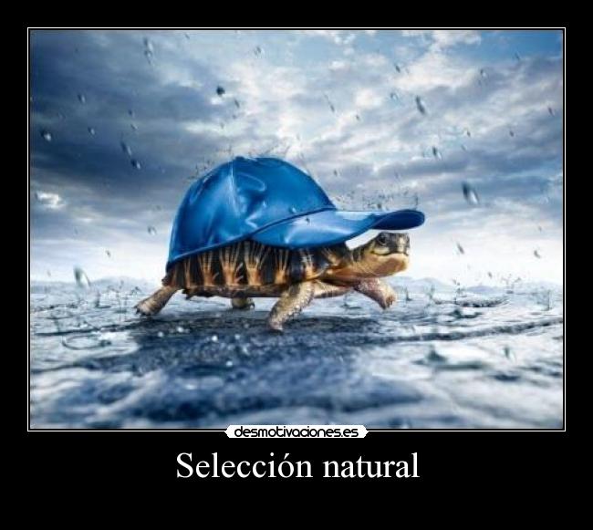 Selección natural - 