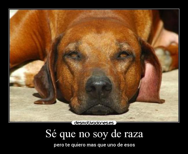Sé que no soy de raza - 