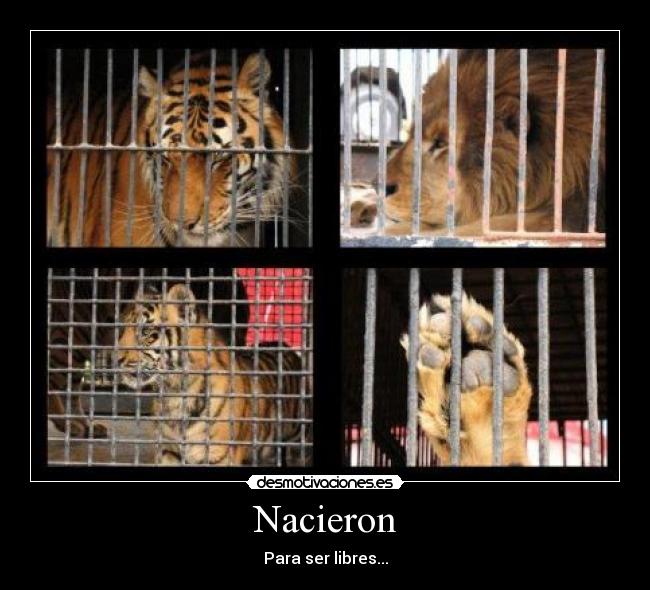 Nacieron - Para ser libres...
