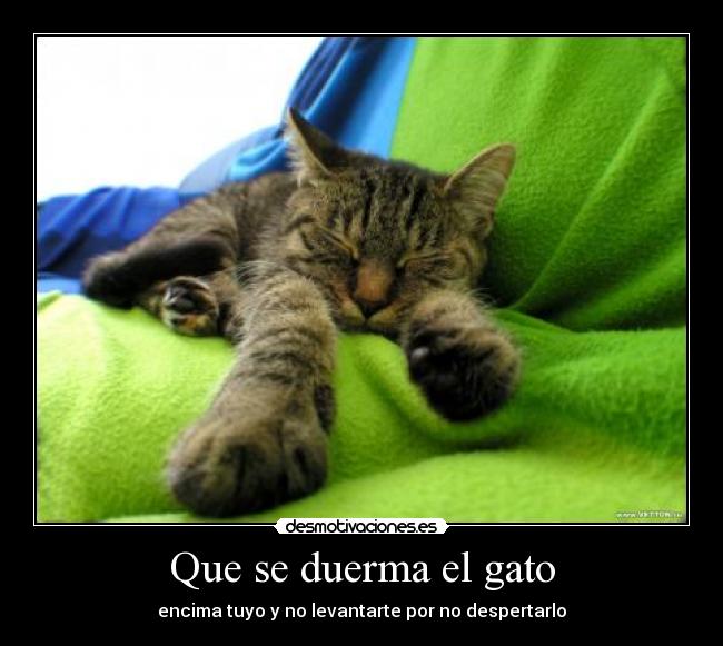 Que se duerma el gato - encima tuyo y no levantarte por no despertarlo