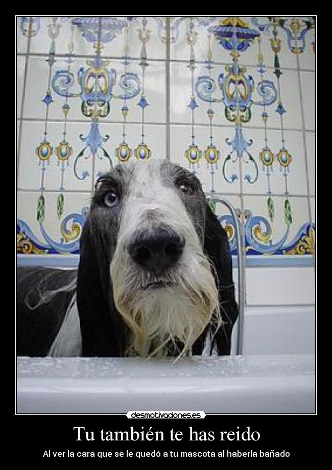 Tu también te has reido - Al ver la cara que se le quedó a tu mascota al haberla bañado