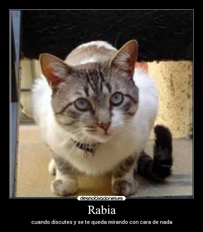 Rabia -