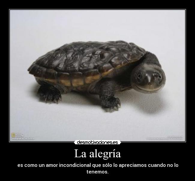 carteles alegria alegria desmotivaciones