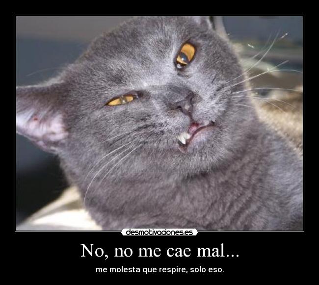 No, no me cae mal... - 