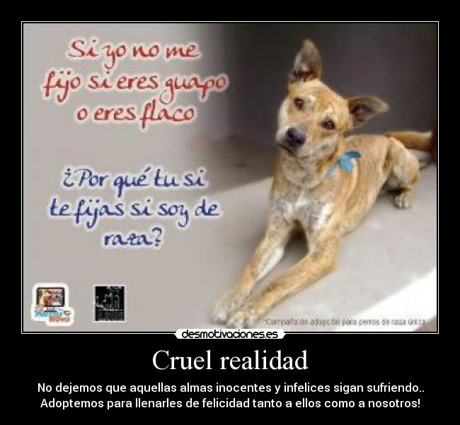 Cruel realidad - No dejemos que aquellas almas inocentes y infelices sigan sufriendo..
Adoptemos para llenarles de felicidad tanto a ellos como a nosotros!