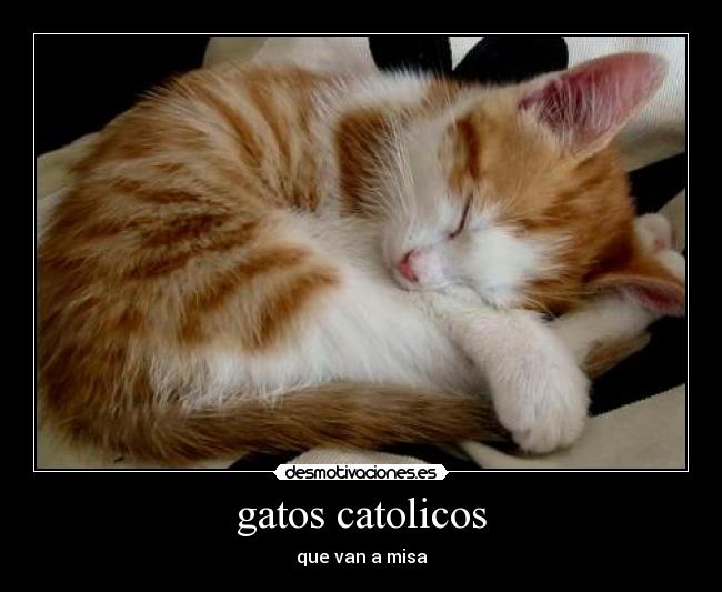 gatos catolicos - que van a misa