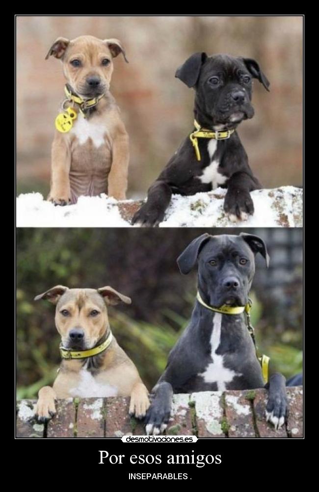 Por esos amigos - INSEPARABLES .