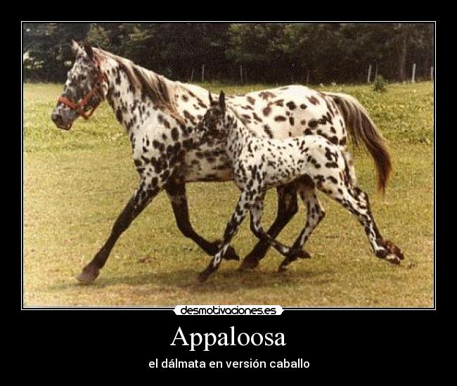 Appaloosa - el dálmata en versión caballo