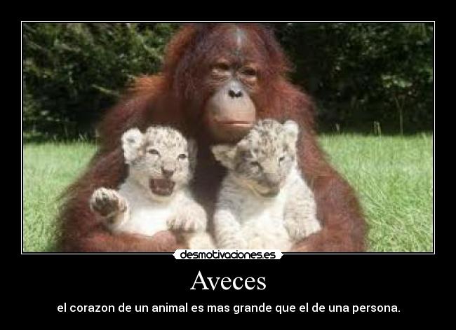 Aveces -