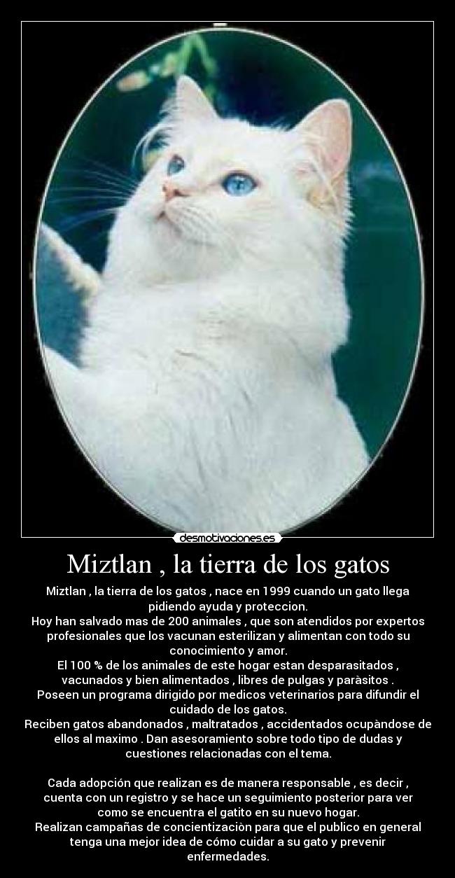 carteles gatos gatos desmotivaciones