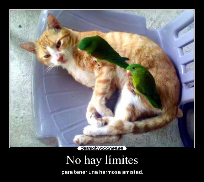No hay límites -