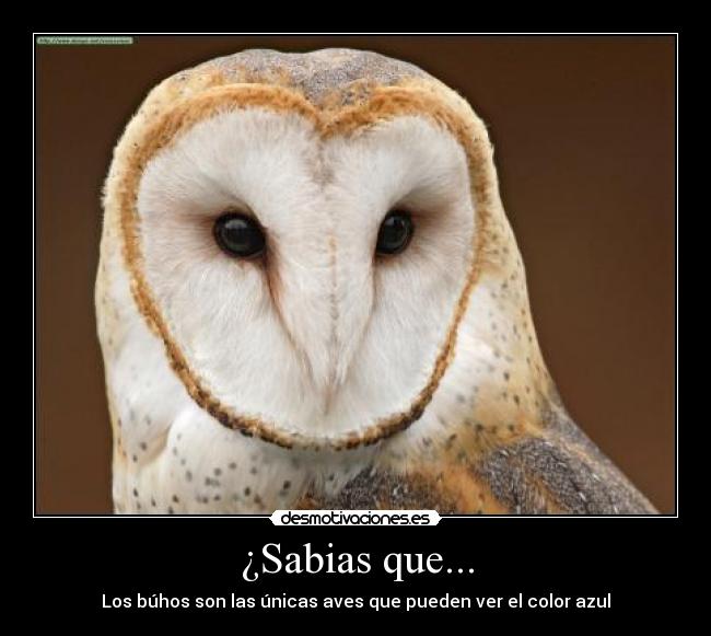 ¿Sabias que... -