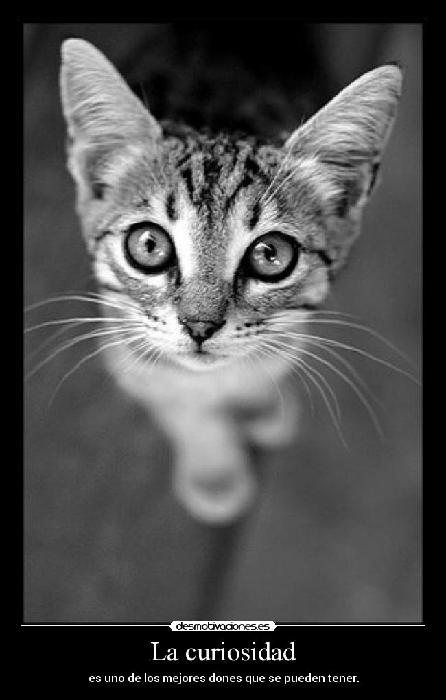 La curiosidad - es uno de los mejores dones que se pueden tener.