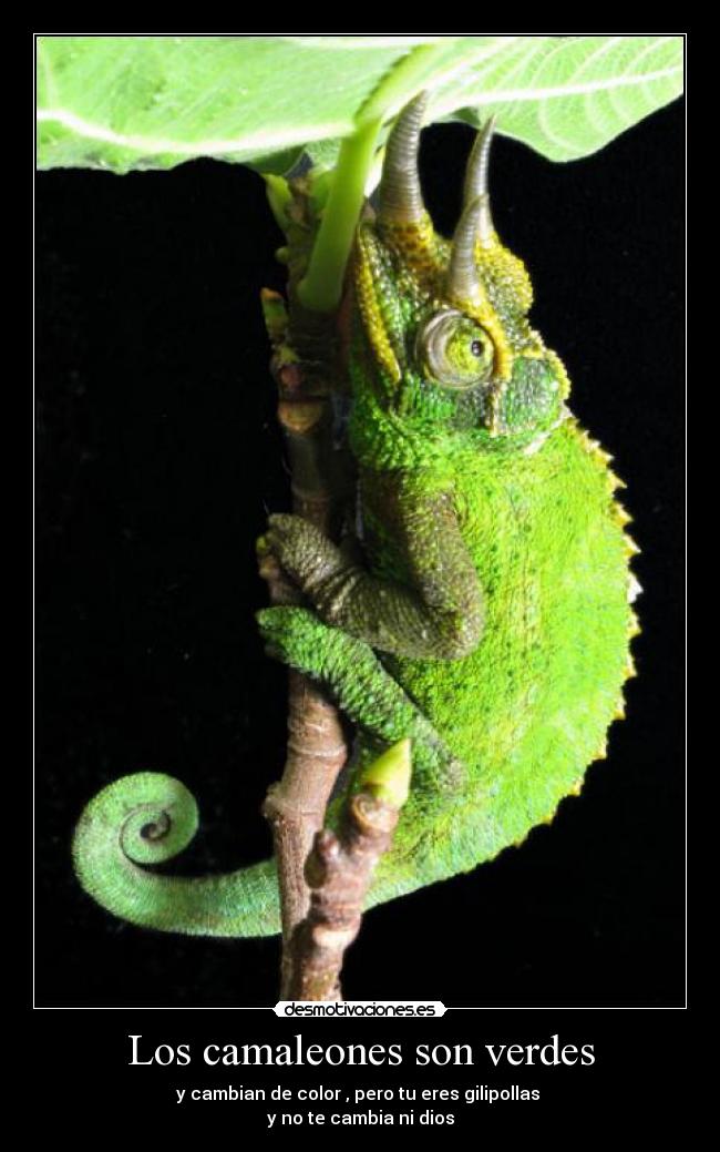Los camaleones son verdes -