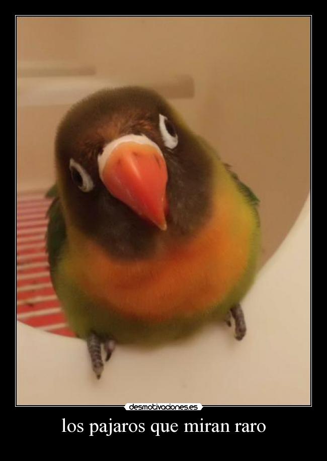los pajaros que miran raro - 