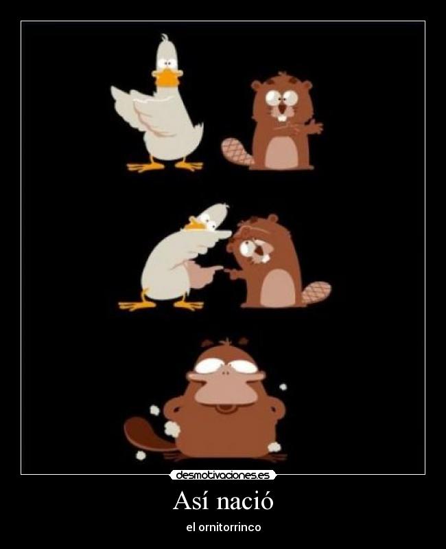 Así nació - el ornitorrinco