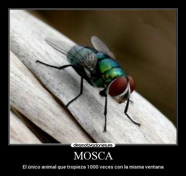 MOSCA - El único animal que tropieza 1000 veces con la misma ventana