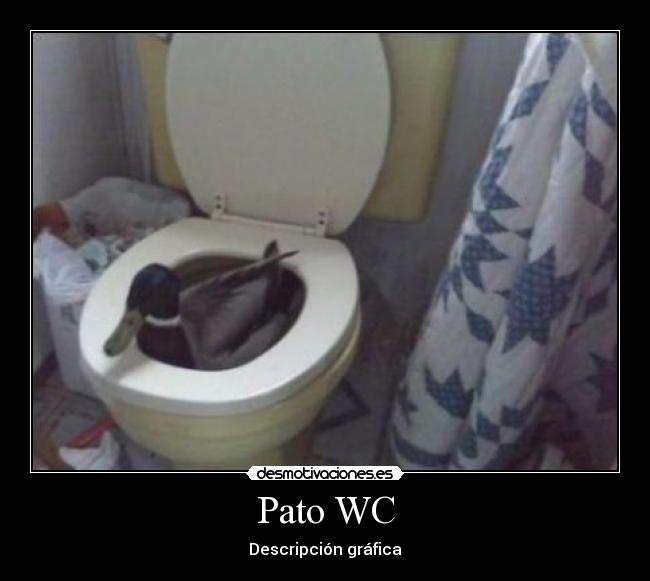 Pato WC - Descripción gráfica