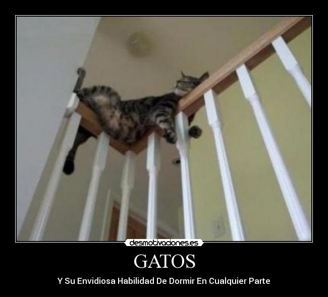 GATOS -